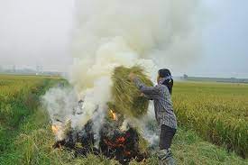 VIDEO: Xử lý nghiêm tình trạng đốt rơm rạ gây ô nhiễm môi trường